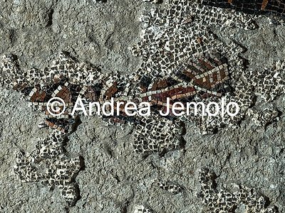 Criptoportico delle Terme di Traiano Mosaico parietale più grande mai rinvenuto nel mondo antico - Una barca | Andrea Jemolo