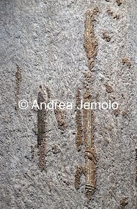 Criptoportico delle Terme di Traiano Mosaico parietale più grande mai rinvenuto nel mondo antico - Fascia superiore | Andrea Jemolo
