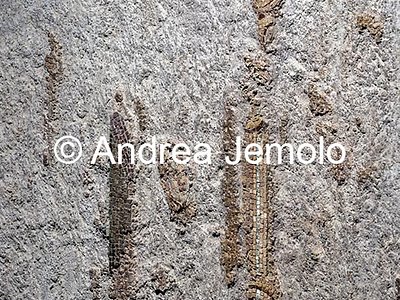 Criptoportico delle Terme di Traiano Mosaico parietale più grande mai rinvenuto nel mondo antico - Fascia superiore | Andrea Jemolo
