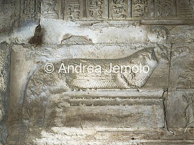 Temple of Sobek e Haroeris Relief of crocodile | Andrea Jemolo