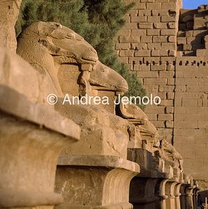 Tempio di Amon Viale con sfingi | Andrea Jemolo