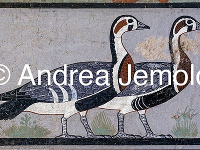 Egyptian museum Geese of Medum - Detail | Andrea Jemolo