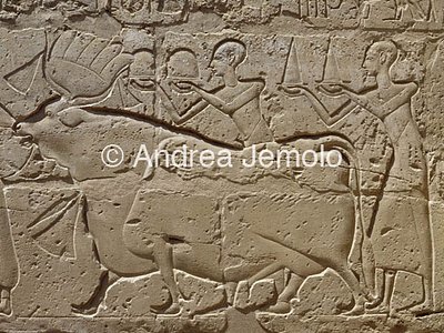 Temple Relief with offerings at the feast of Opet | Andrea Jemolo