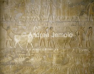 Mastaba di Ptahotep Offerta del bestiame | Andrea Jemolo
