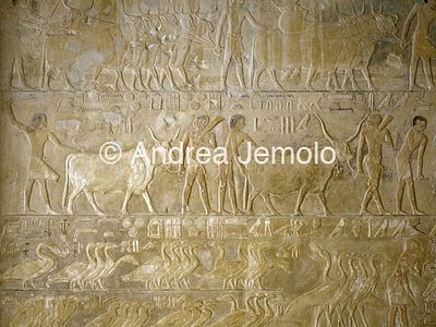 Mastaba di Ptahotep Offerta del bestiame | Andrea Jemolo