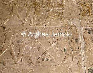 Mastaba di Ptahotep Lavorazione del vino | Andrea Jemolo