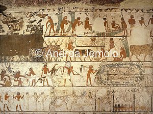 Mastaba di Nefer e di Ka-hay Raccolta di papiro, pascolo, cattura di uccelli | Andrea Jemolo