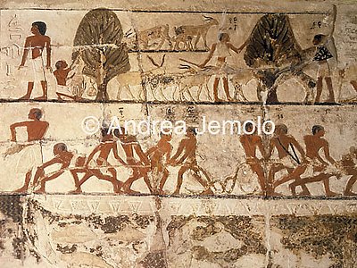 Mastaba di Nefer e di Ka-hay Attività di pesca e di pascolo con le capre | Andrea Jemolo