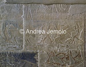 Mastaba di Mereruka Combattimento con giovani tori | Andrea Jemolo