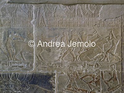 Mastaba di Mereruka Combattimento con giovani tori | Andrea Jemolo