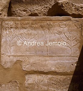 Tempio di Amon Orto botanico - particolari | Andrea Jemolo