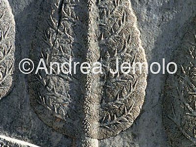 Apadana - Sala delle udienze - scala settentrionale Albero | Andrea Jemolo