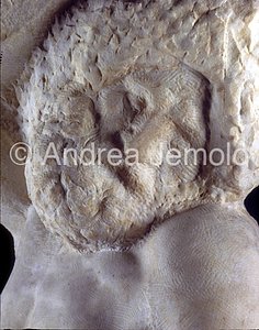 Galleria dell'Accademia Prigione con la barba – volto | Andrea Jemolo