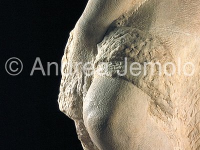 Galleria dell'Accademia Prigione with the beard - knee | Andrea Jemolo