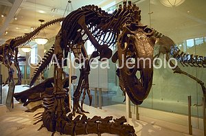 American Museum of Natural History Dinosaurs and mammouth | Andrea Jemolo