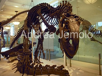 American Museum of Natural History Dinosaurs and mammouth | Andrea Jemolo