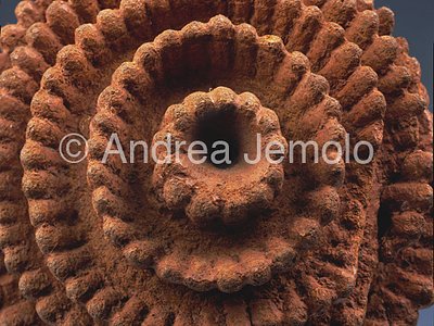 Ife National Museum Testa coronata di regina - Particolare- terracotta - Ife | Andrea Jemolo