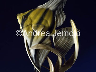 Manufacture Rosenthal Fish | Andrea Jemolo