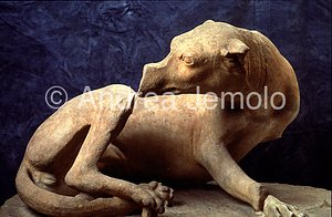 Barracco museum Wounded dog | Andrea Jemolo