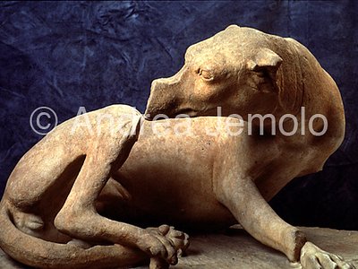 Museo Barracco Cagna ferita | Andrea Jemolo