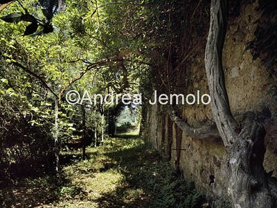 Villa Puccini  | Andrea Jemolo