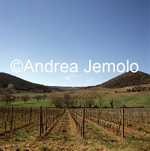 Landscape with vineyards  | Andrea Jemolo