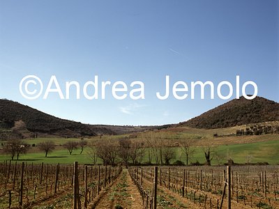 Paesaggio con vigne  | Andrea Jemolo