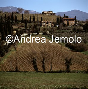 Landscape with vineyards  | Andrea Jemolo