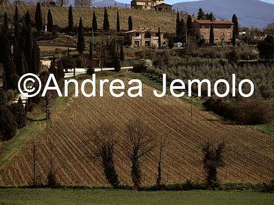 Paesaggio con vigne  | Andrea Jemolo