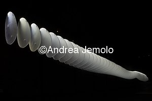 Architecture Biennale 2012 Sequence | Andrea Jemolo